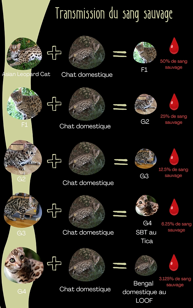 Pourventage de sang sauvage chez le Bengal